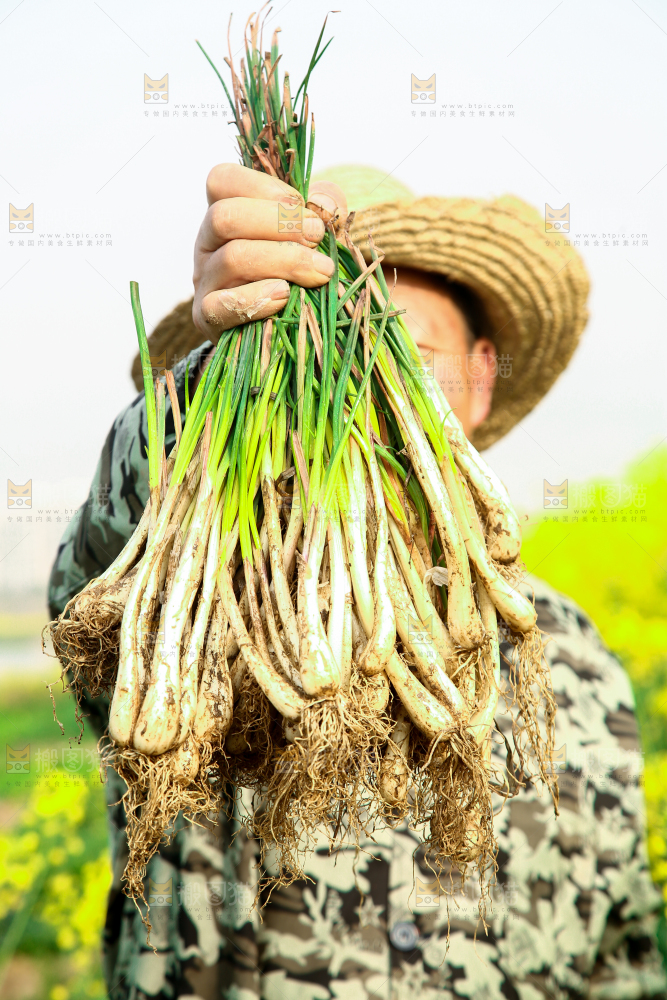手里拿着荞头