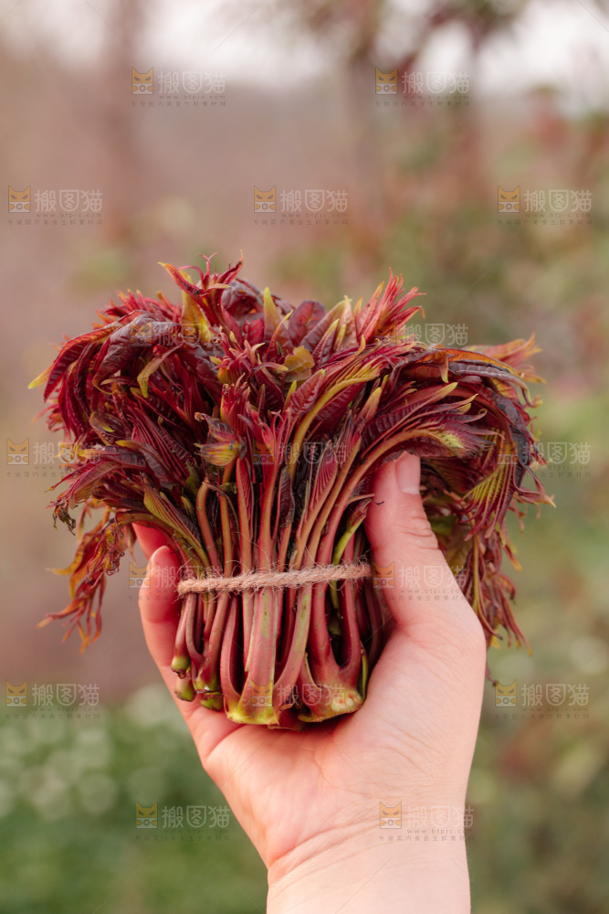 手里拿着红油香椿芽