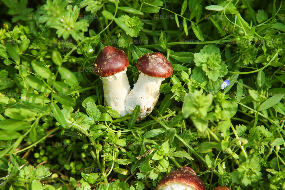 草地上的松茸菇