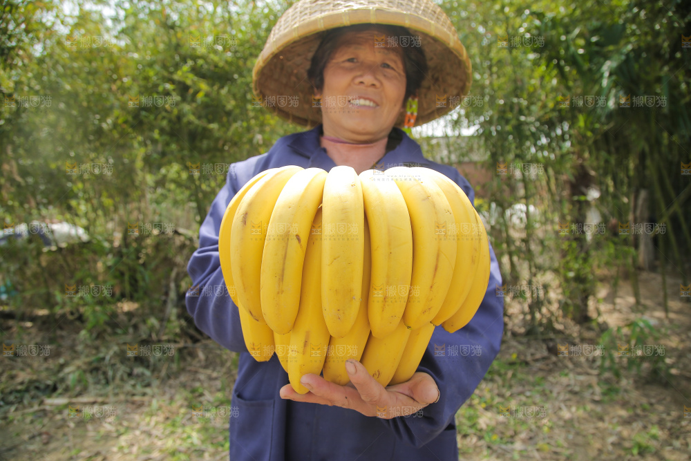 手里拿着一串黄皮香蕉
