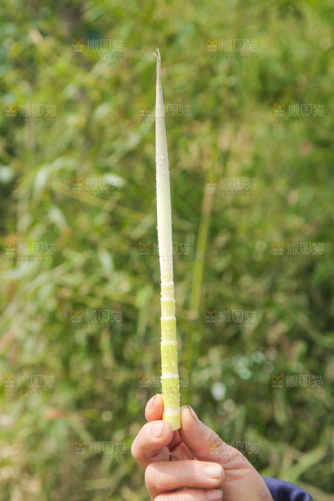 手拿着小竹笋