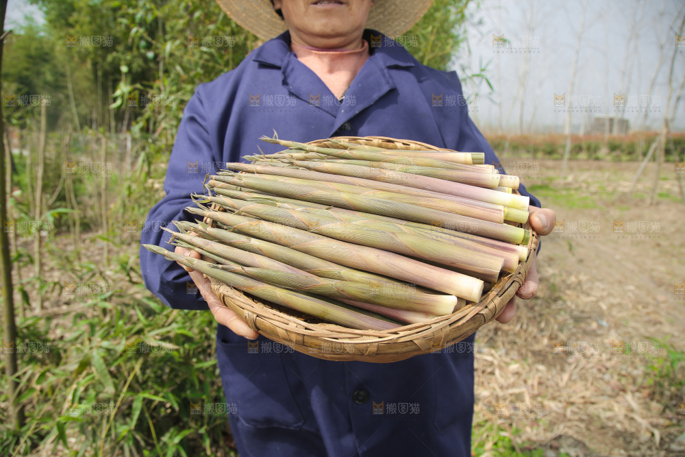 手里端着一篮小竹笋