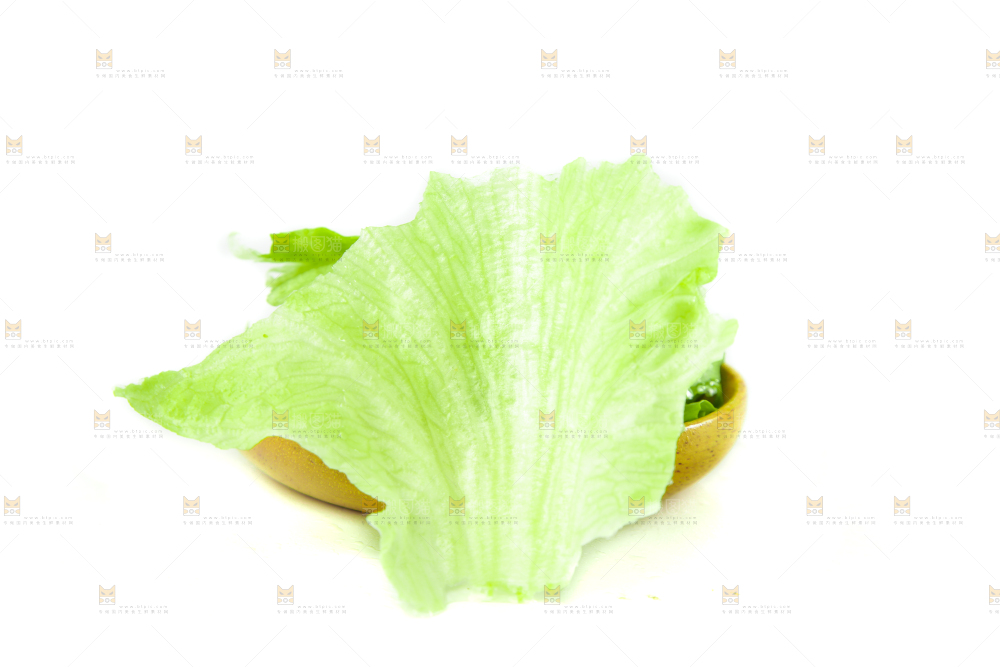 白底上的新鲜生菜