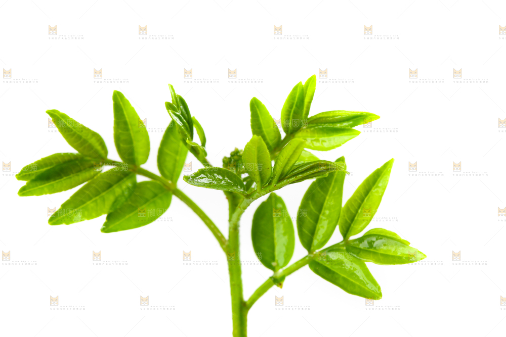 白底上放着花椒芽