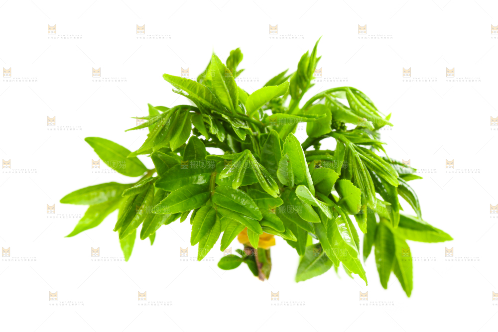 白底上放着花椒芽