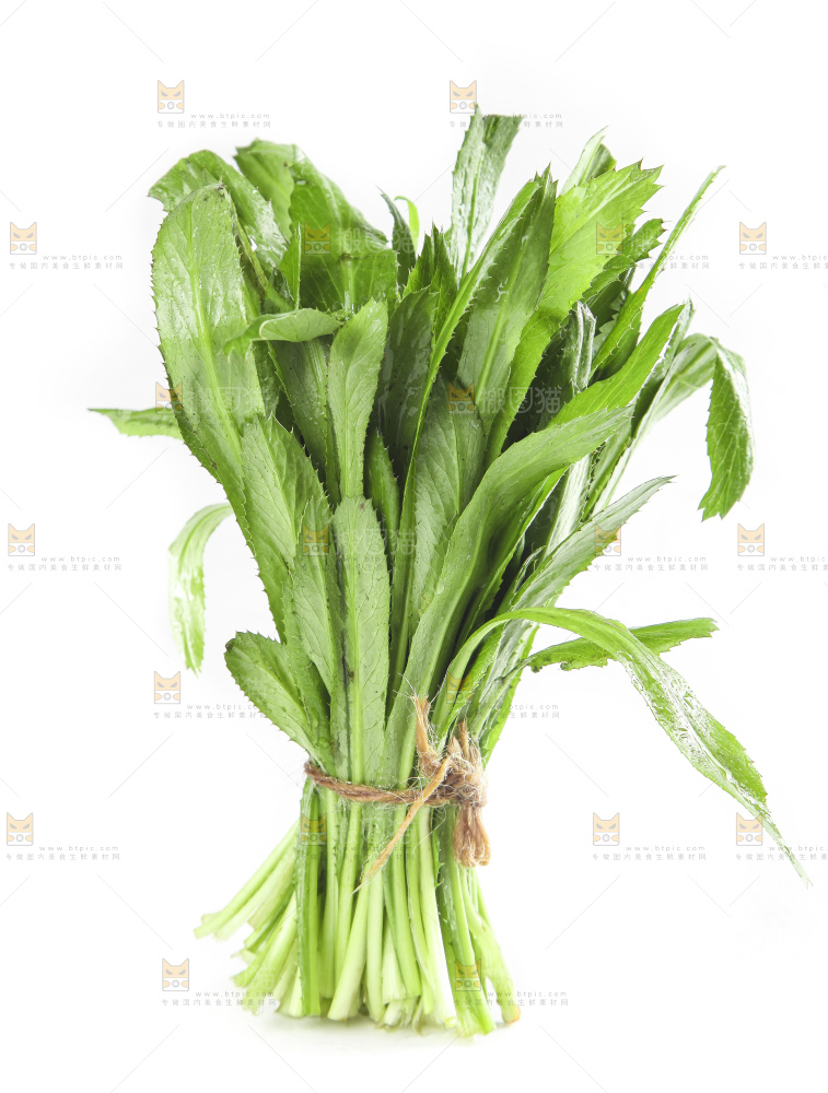 白底上的云南新鲜大香菜