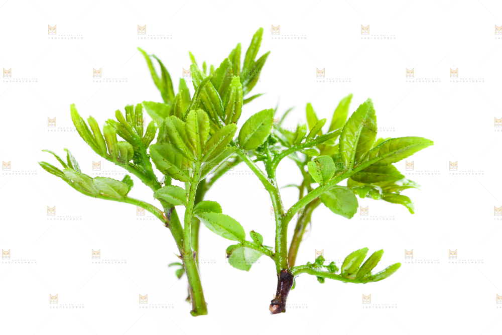 白底上的新鲜花椒芽