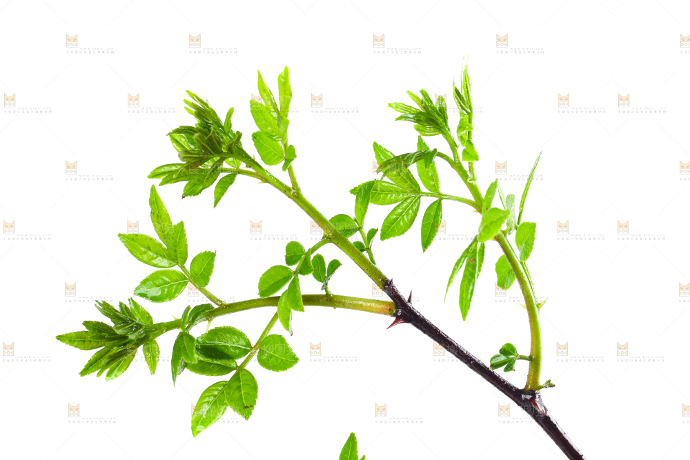 白底上的新鲜花椒芽
