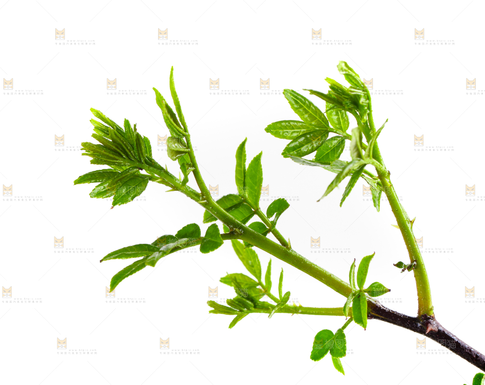 白底上的新鲜花椒芽