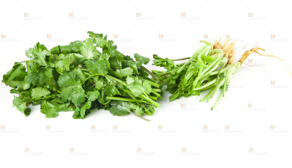 白底上的香菜