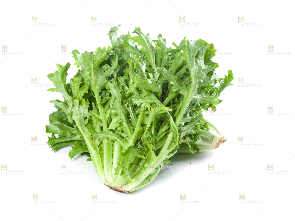 白底上摆放着苦菊