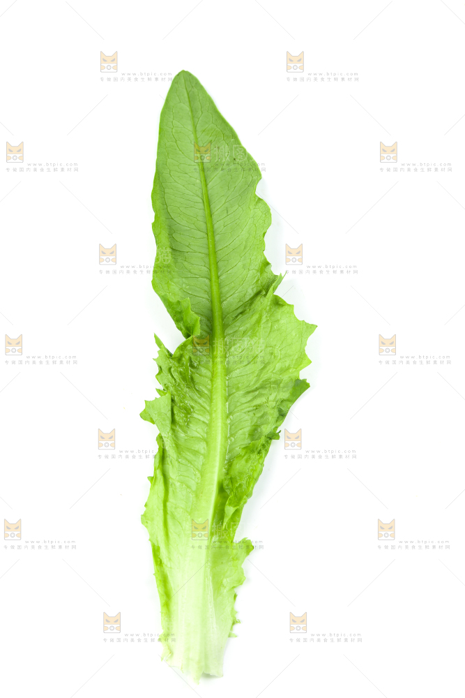 白底上摆放着油麦菜