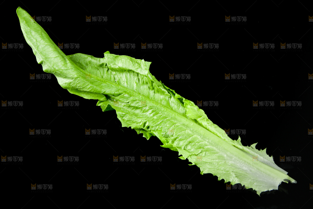 黑底上的油麦菜