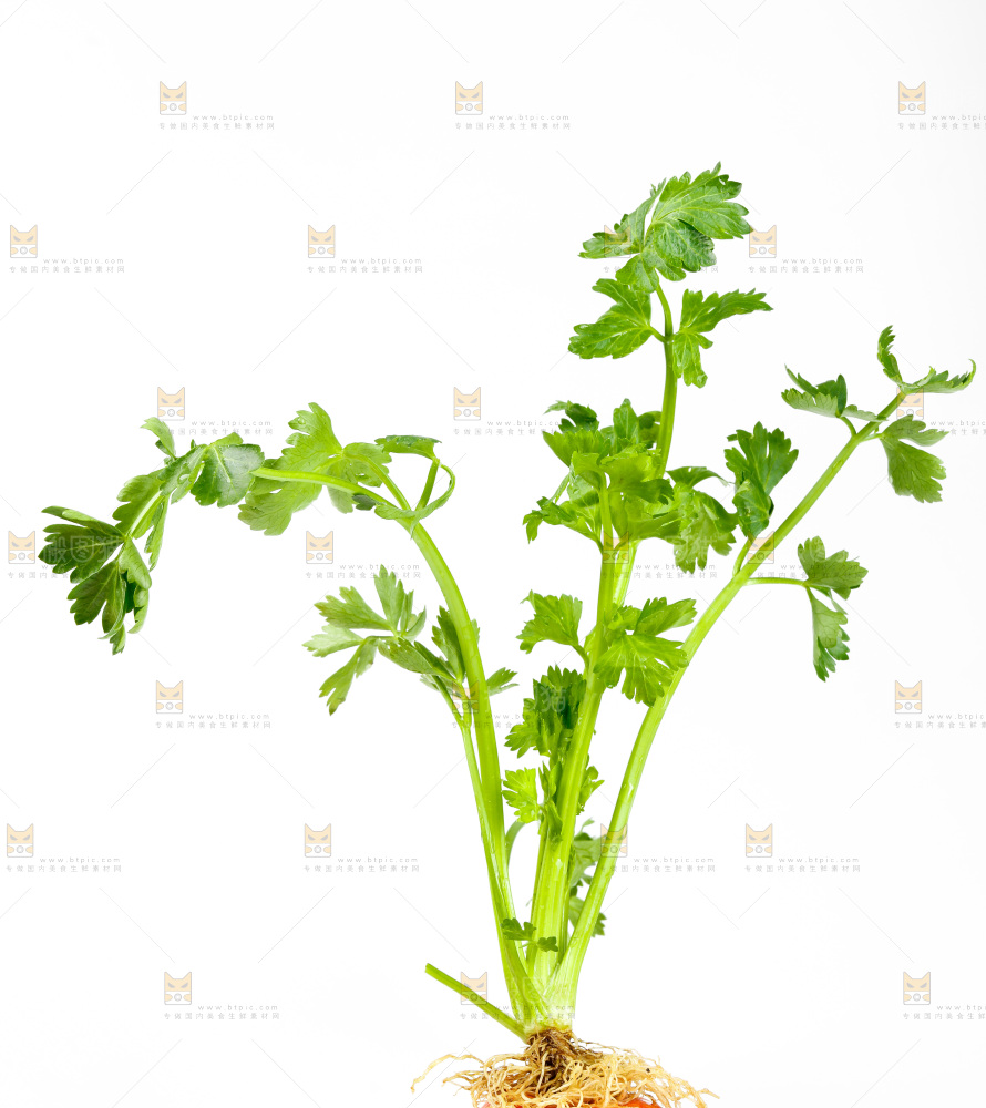 白底上放着芹菜