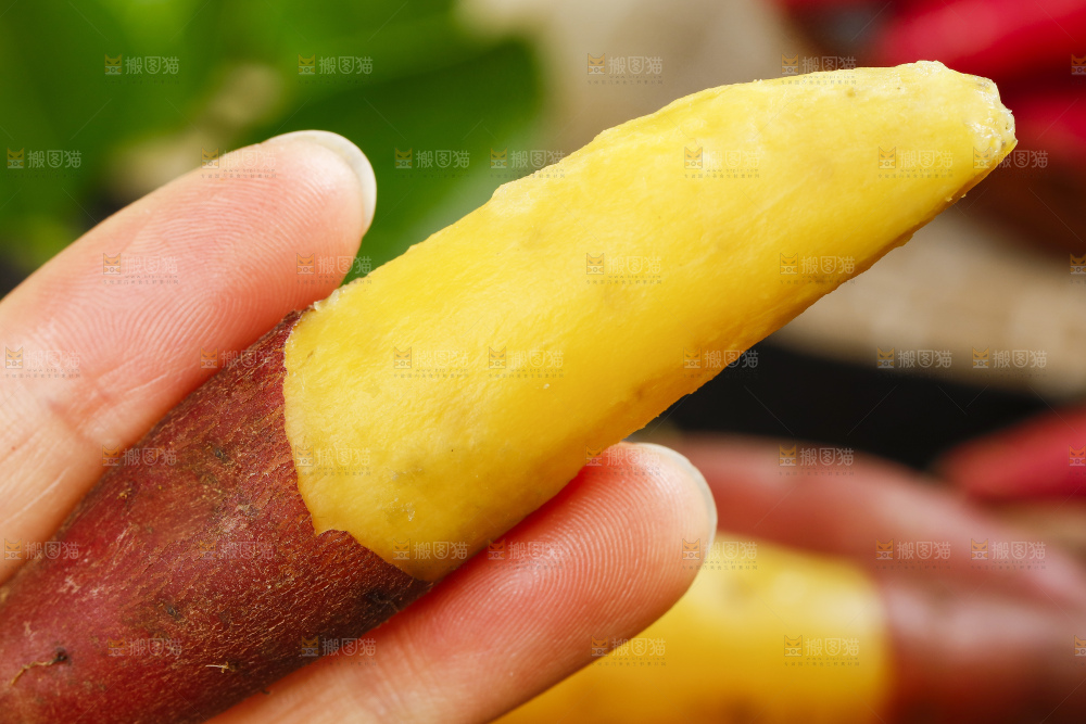 小香薯