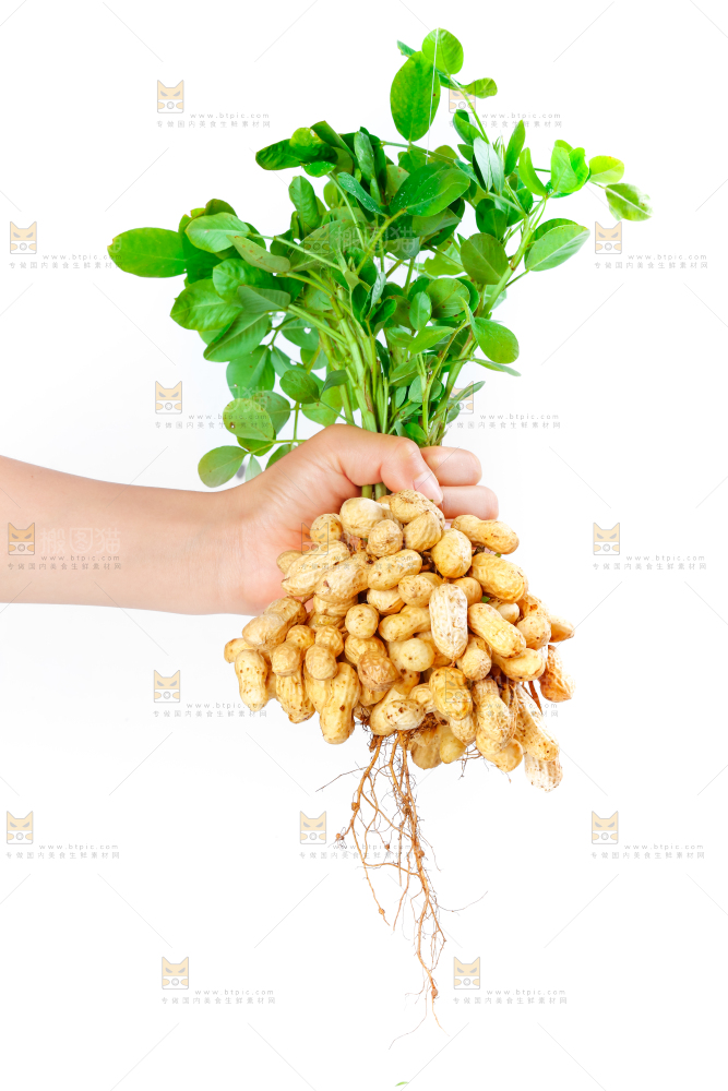 白底上手里拿着新鲜带壳花生