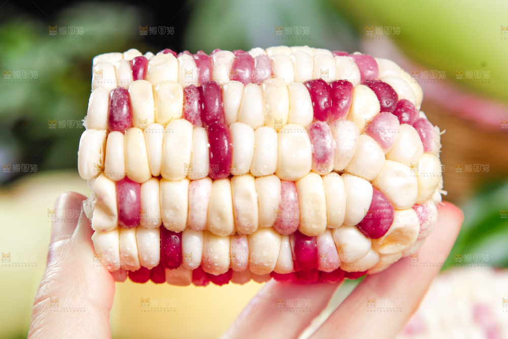 手里拿着剥皮的花糯玉米