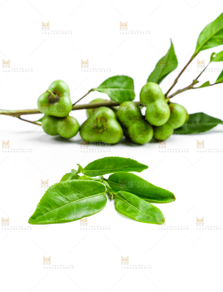 白底上摆放着茶叶子