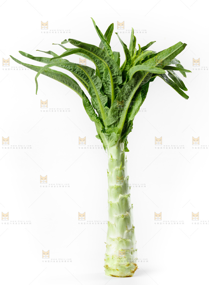 白底上放着莴笋