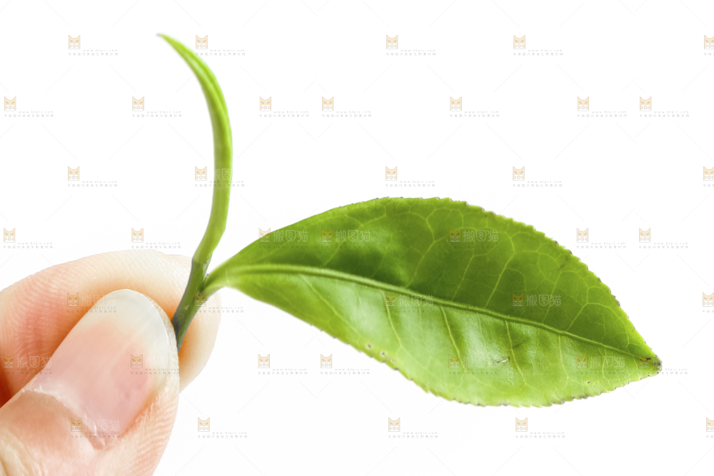 白底上的茶叶