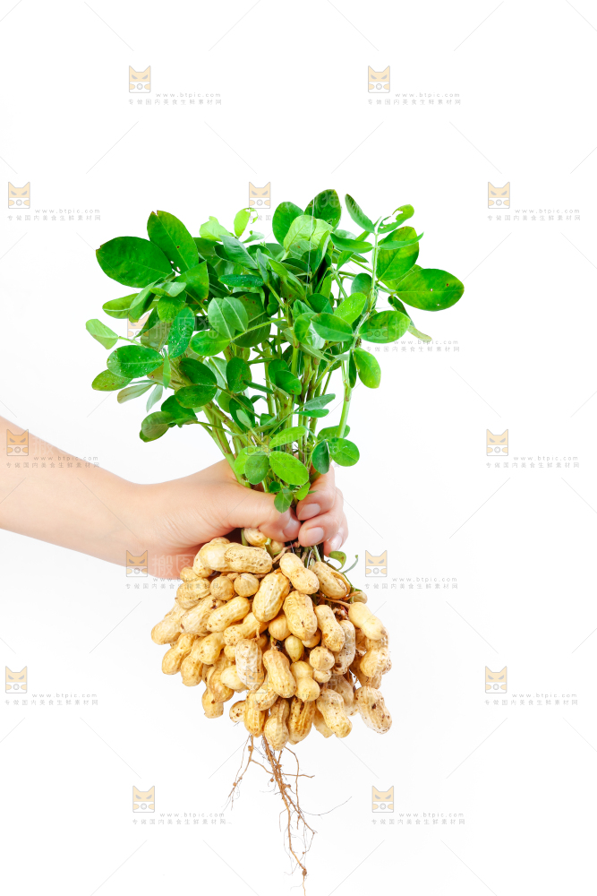 白底上手里拿着新鲜带壳花生
