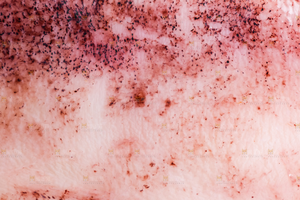 鱿鱼背景纹理