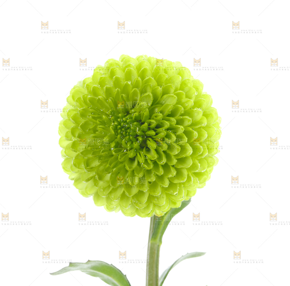 白底上放着绿色绣球菊