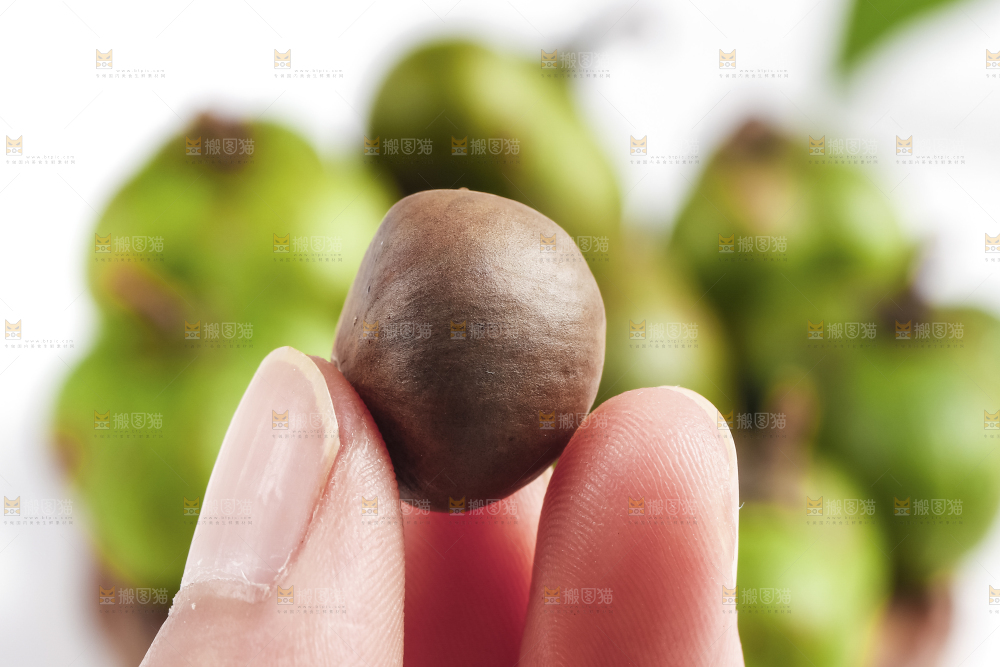 手里拿着茶树果
