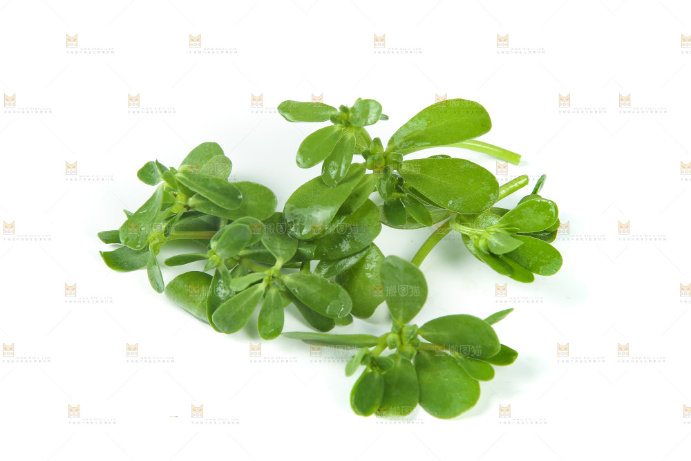 白底上放着马齿菜