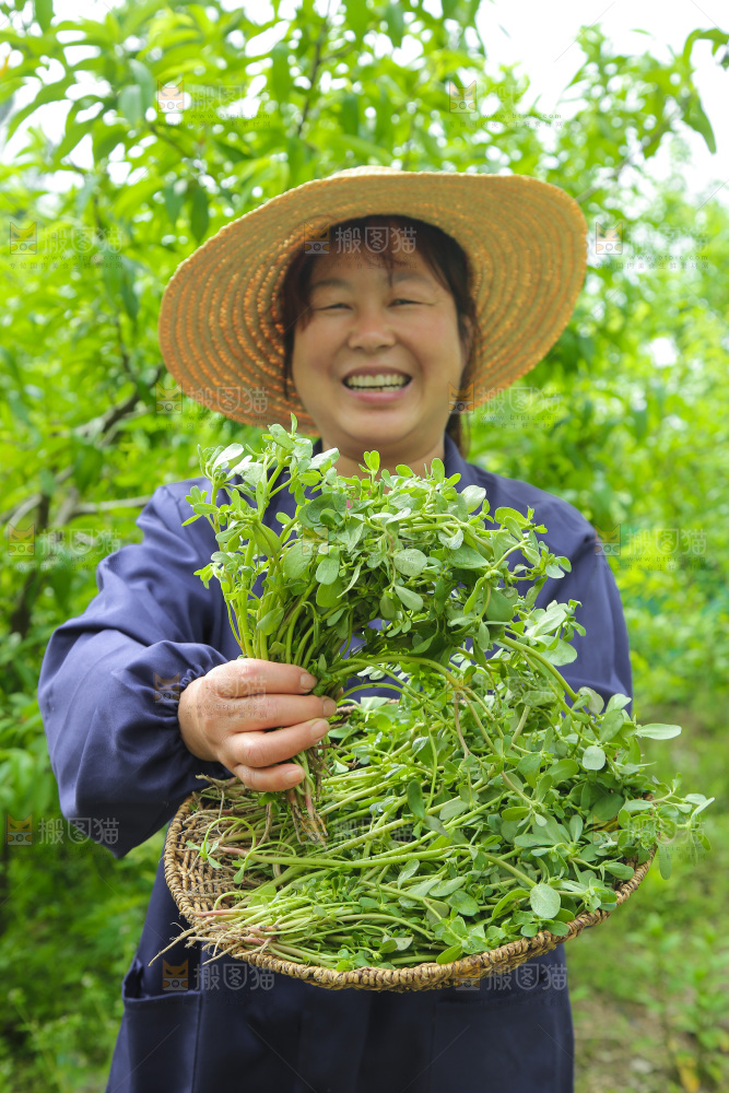 手里拿着长寿菜