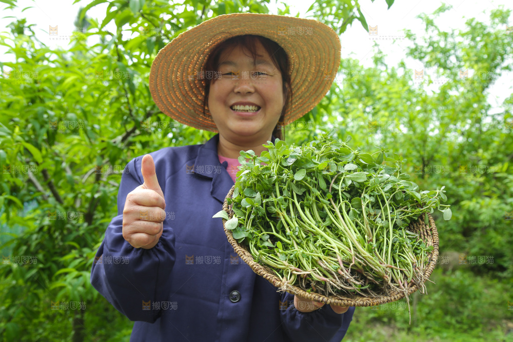 手里端着一篮新鲜马齿苋