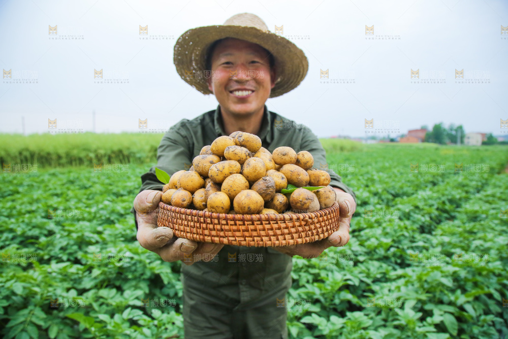 手里端着一篮恩施小土豆