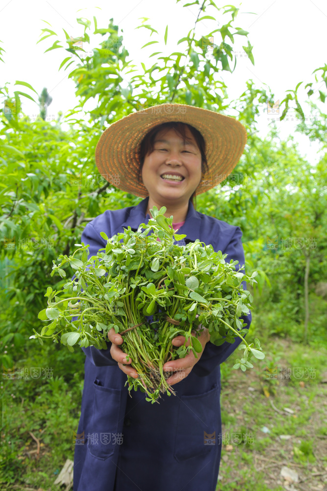 手里拿着长寿菜