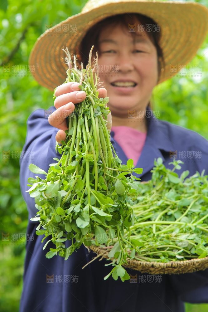 手里拿着长寿菜