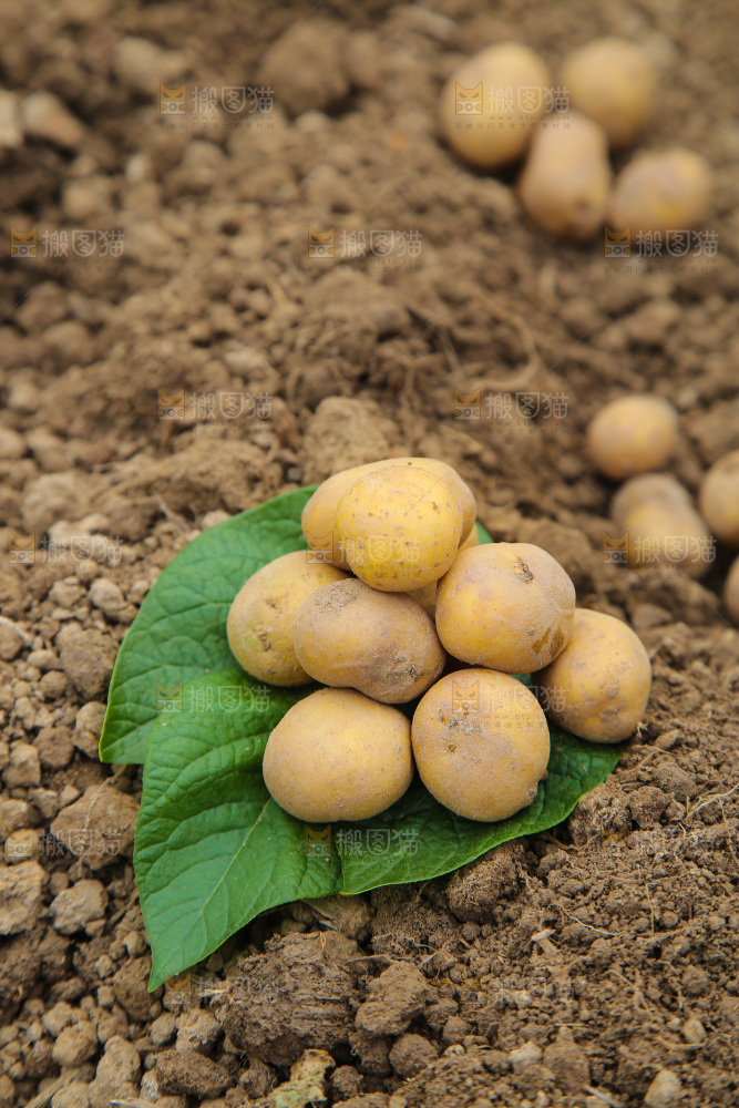 田地里的黄皮小土豆