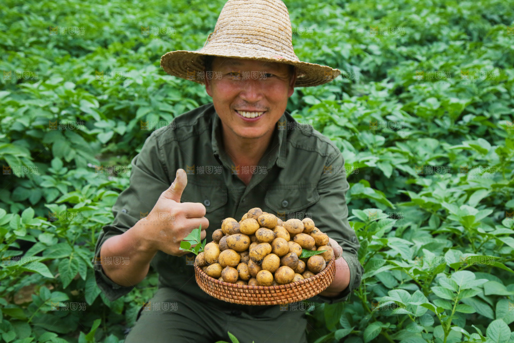 手里端着一篮小土豆