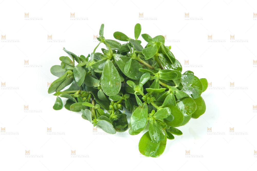 白底上放着马齿菜