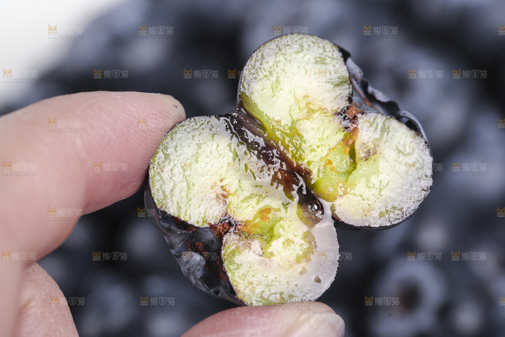 手里拿着蓝莓