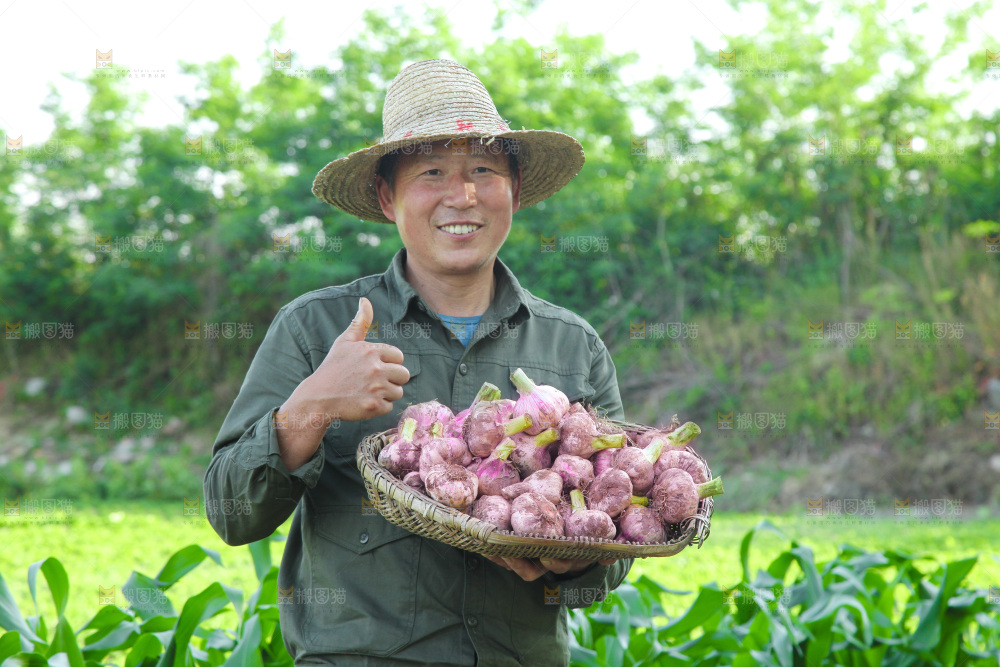 农民手里端着一篮新鲜大蒜