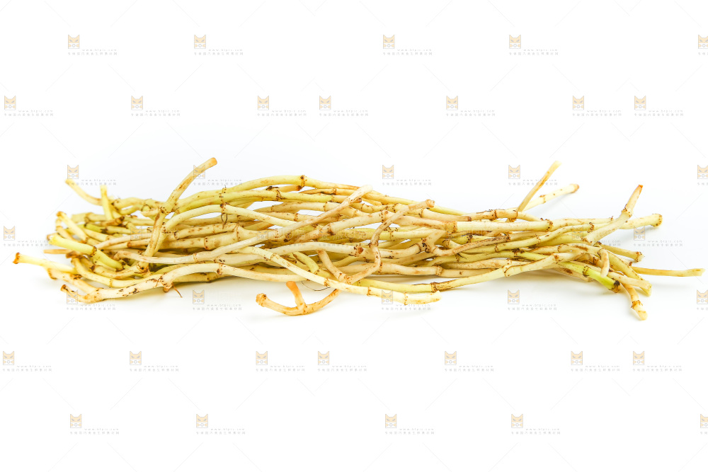 白底上的鱼腥草