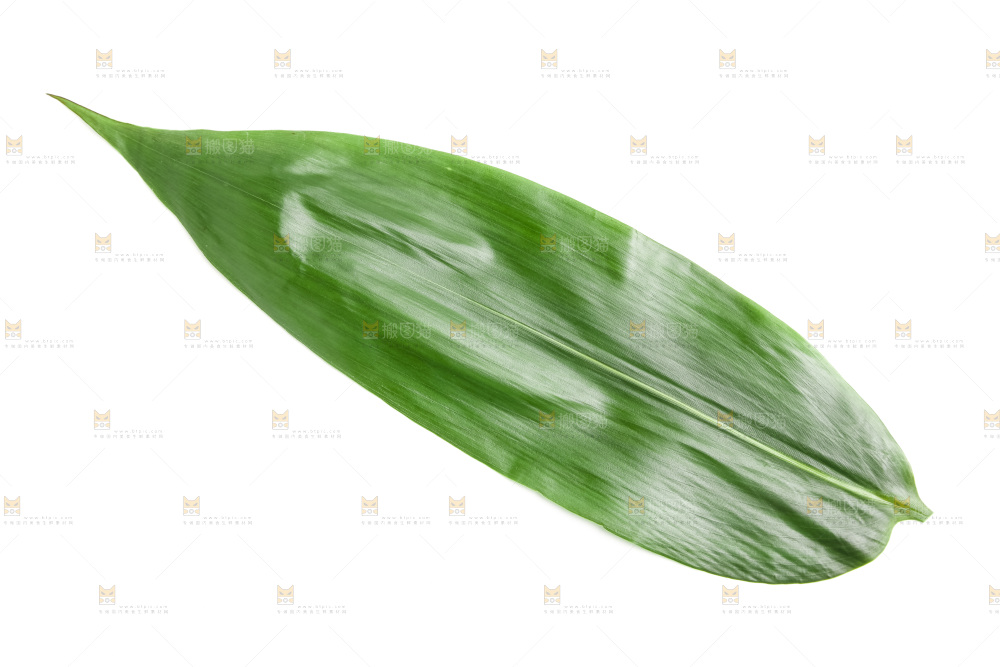 新鲜粽叶放在白底上