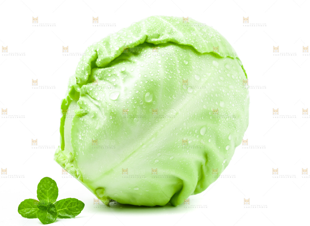 新鲜包菜放在白底上