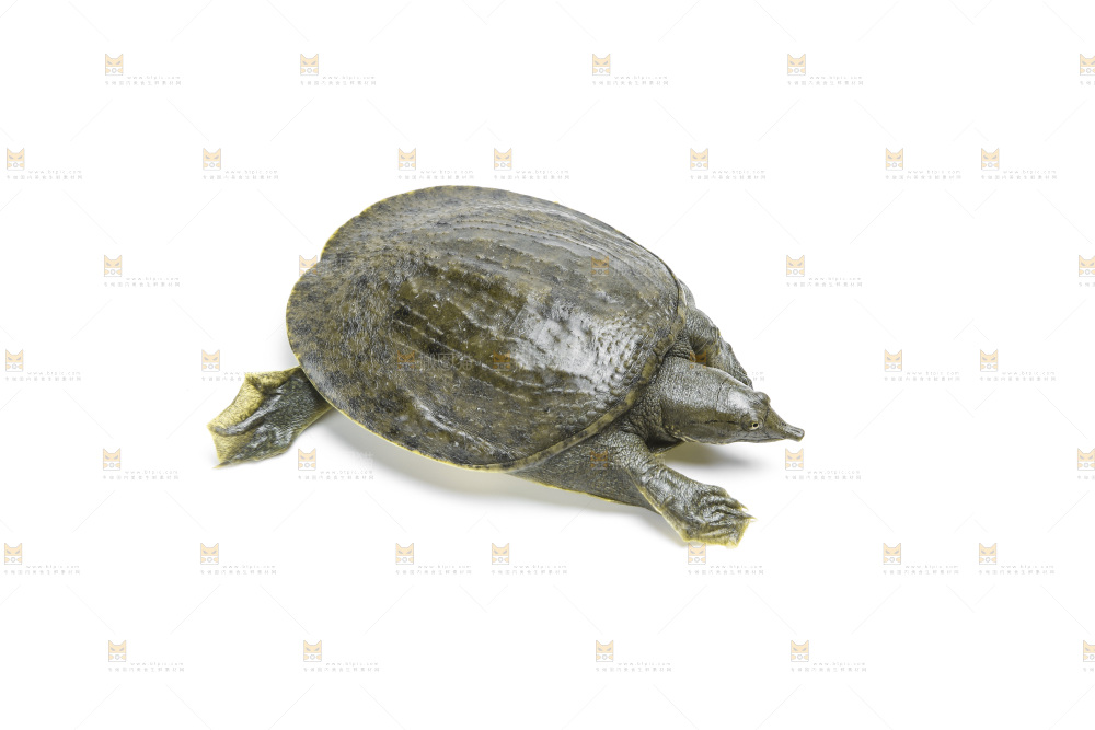 白底上放着甲鱼