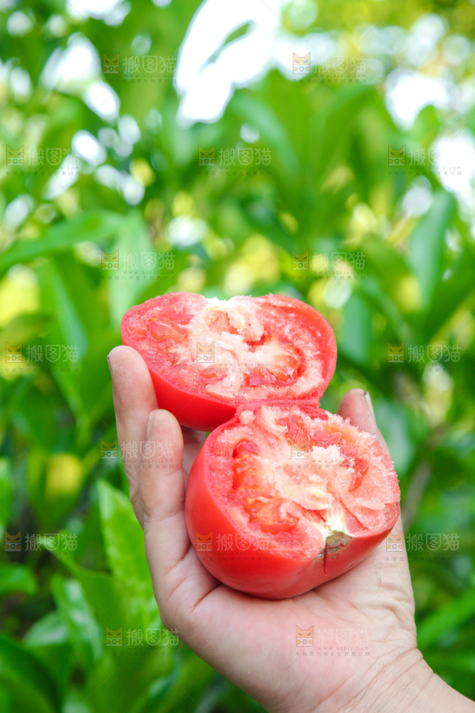手里拿着沙瓤番茄
