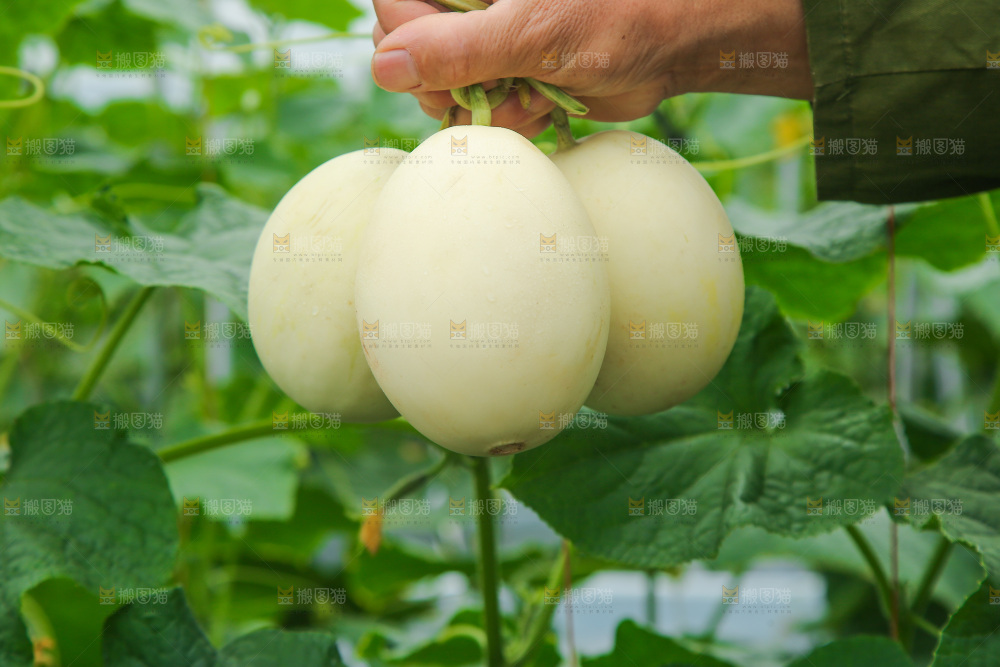 手里拿着甜瓜