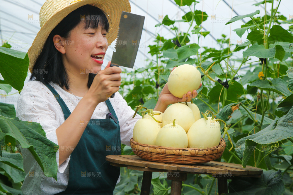 手里拿着郁金香甜瓜