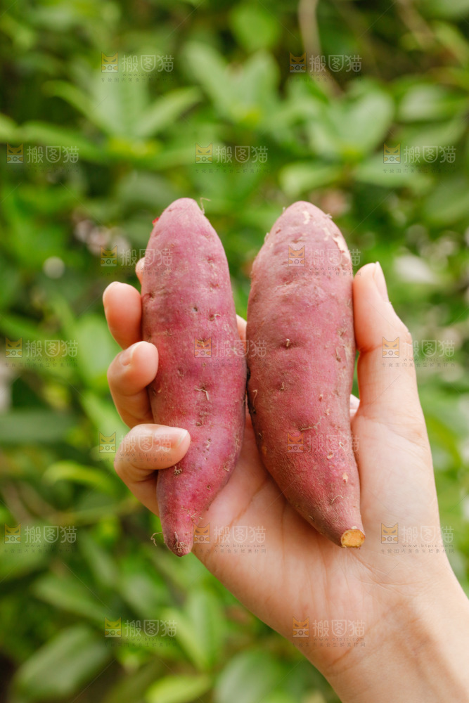 手里拿着小蜜薯