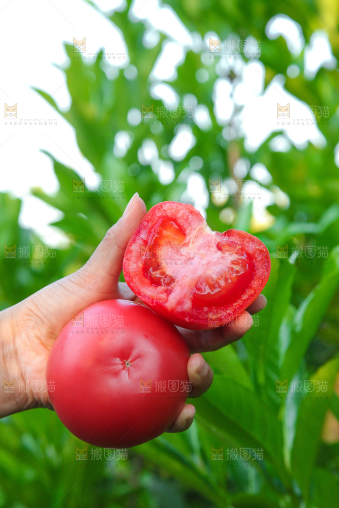 手里拿着沙瓤番茄