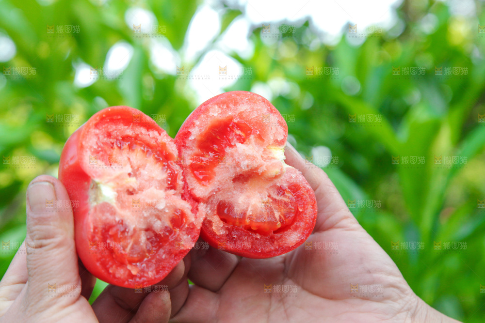 手里拿着沙瓤番茄