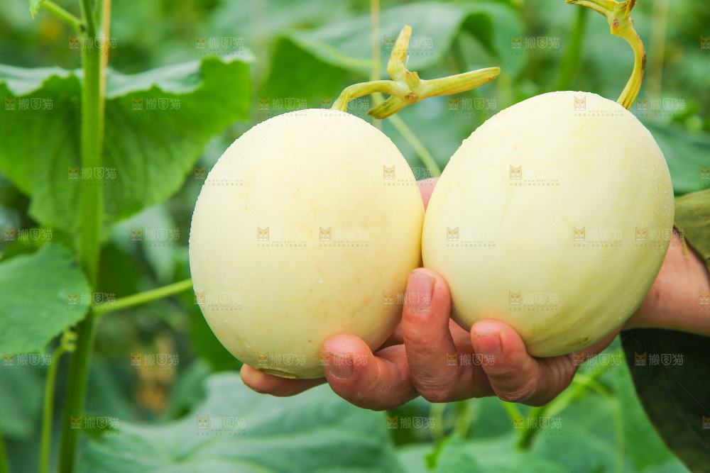 手里拿着甜瓜